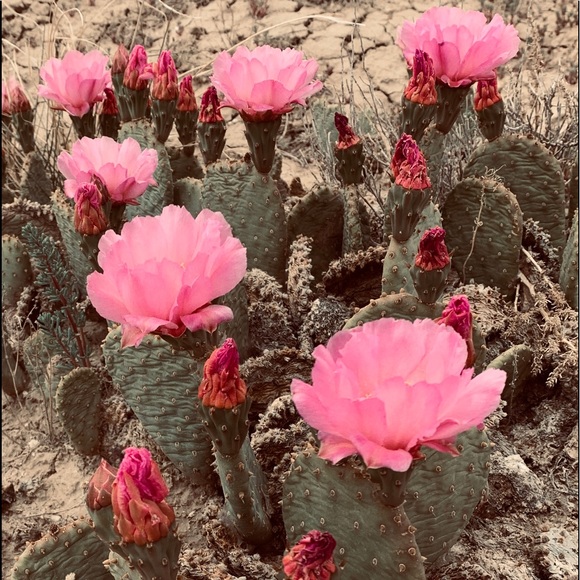 Meet your Posher, Michelle - Picture 6 of 6